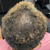 Client's hair progress  after hair therapy
